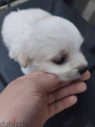 كلب havanese