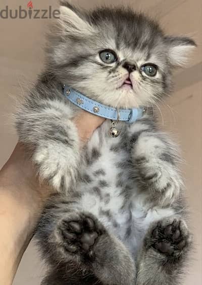 Persian kitten