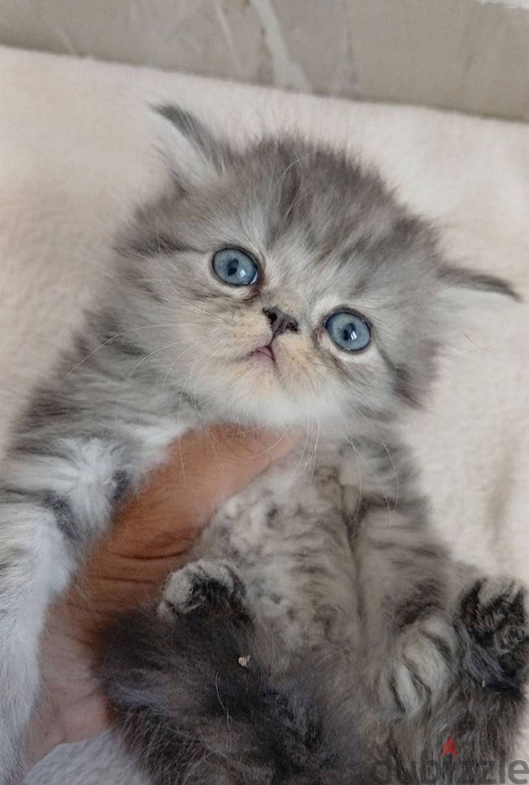 Persian kitten 1