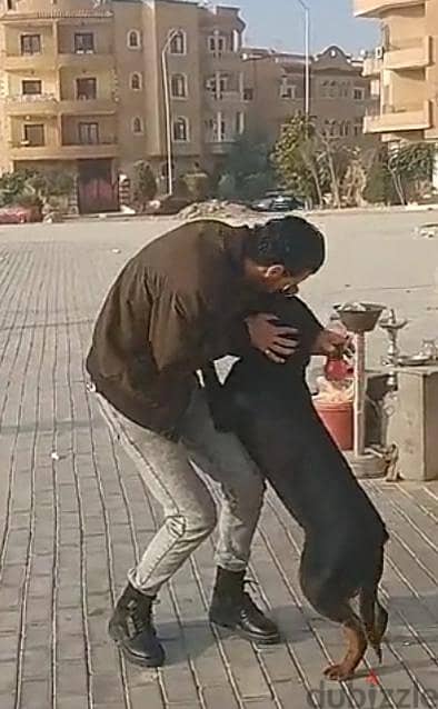 انثي للبيع