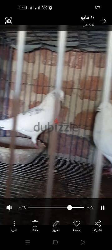 حمام استرالى ورمى ازرق قطيفه وشقلباظ