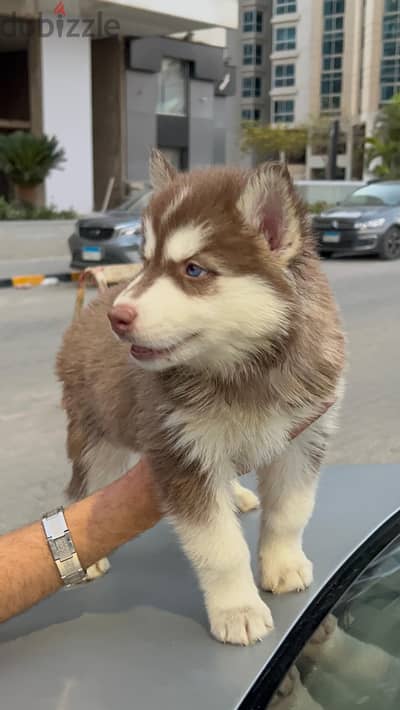 Husky for sale