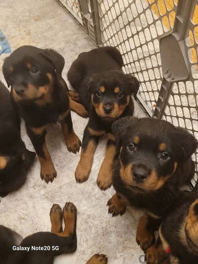 Rottweiler روت وايلر