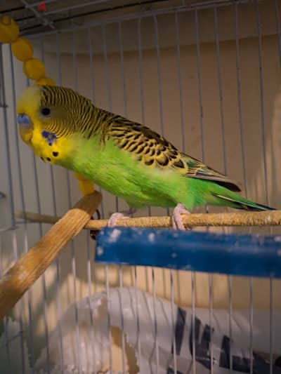 جوز استرالي-Budgie