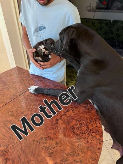 great dane puppy جريت دان