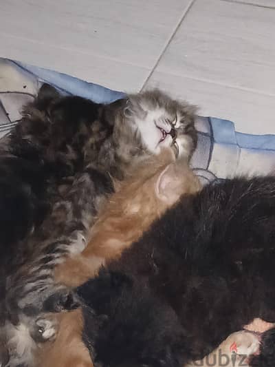 KITTEN
