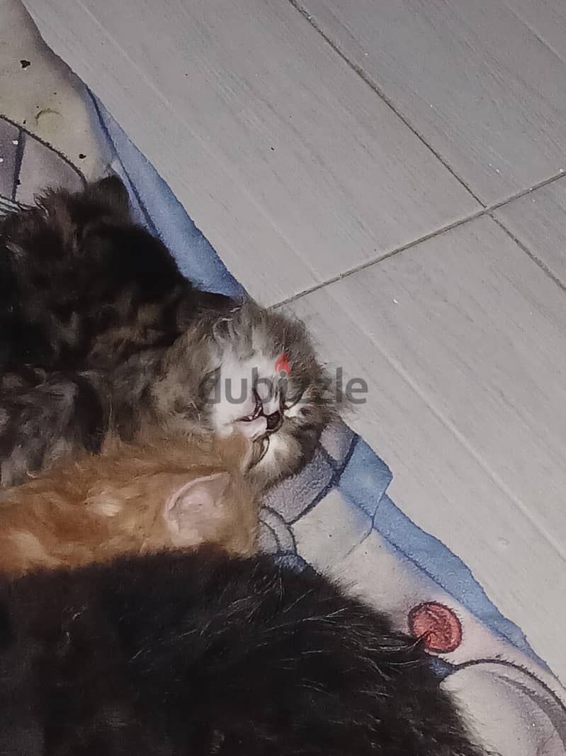 KITTEN 1