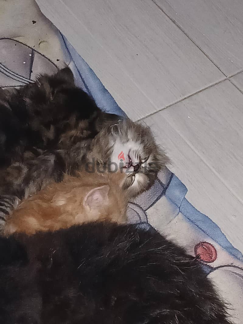 KITTEN 2