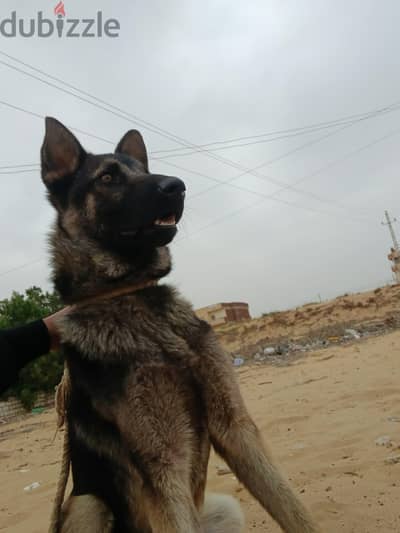 مدينه المستقبل