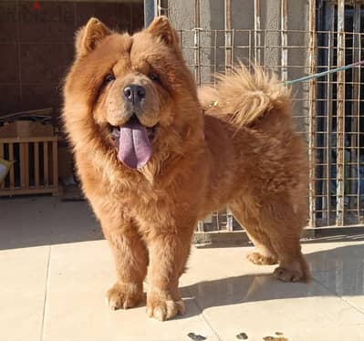 Chow chow تشاو تشاو
