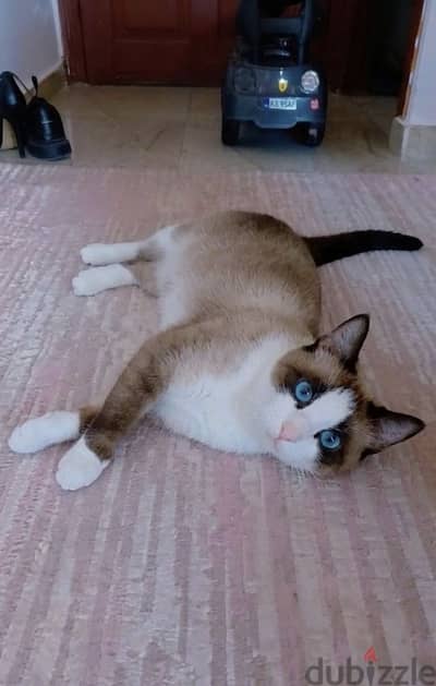 Snowshoe  cat