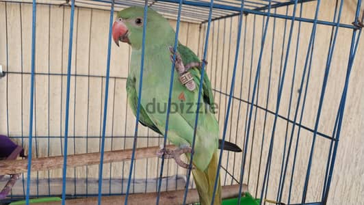 ببغاء درة هندى للبيع