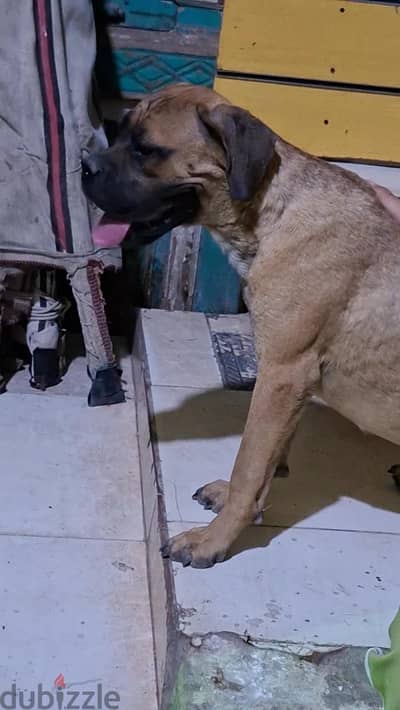 Female Cane Corso & English Bullmastiff