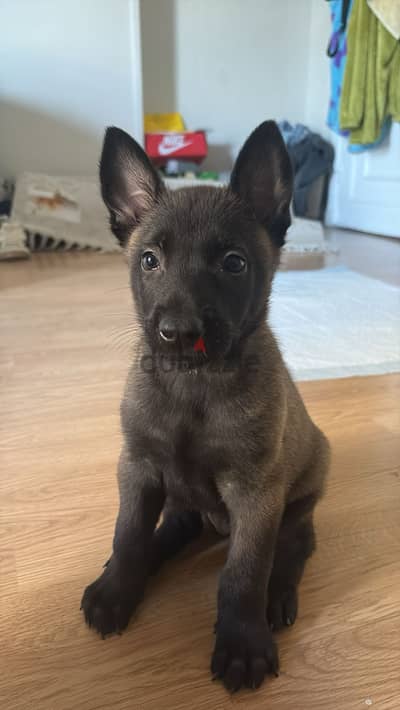 belgian malinois.   السعر قابل للتفاوض