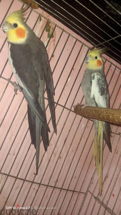 جوز كوكتيل 01100298974