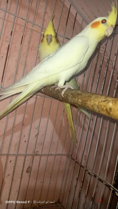 جوز كوكتيل شباب 01100298974