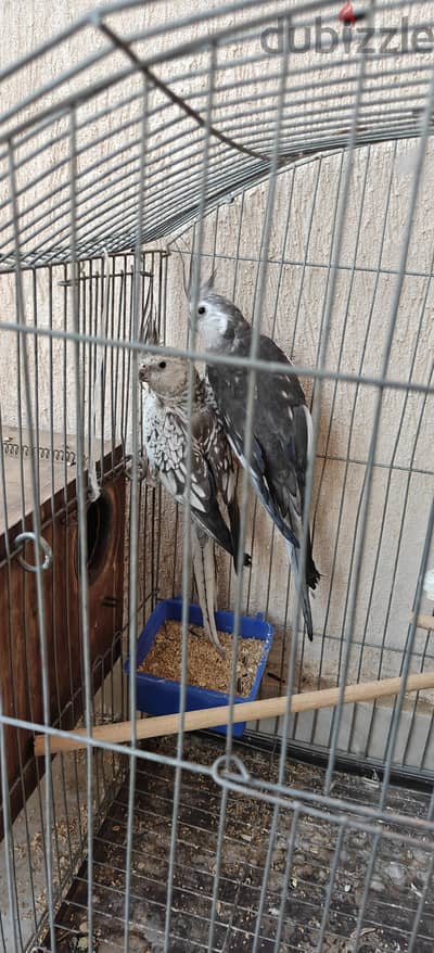 كوكتيل وايت فيس فرنساوي شغال