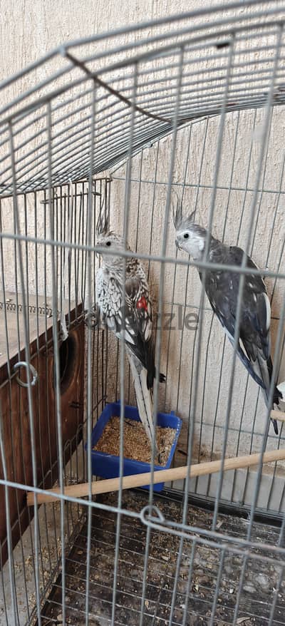 قص كوكتيل فرنساوي وايت فيس