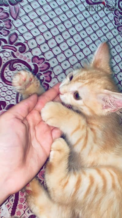 قط عمره شهرين وأسبوع للبيع بيحب اللعب جدا ومتدرب على الليتر بوكس
