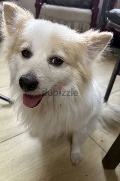 for Adoption