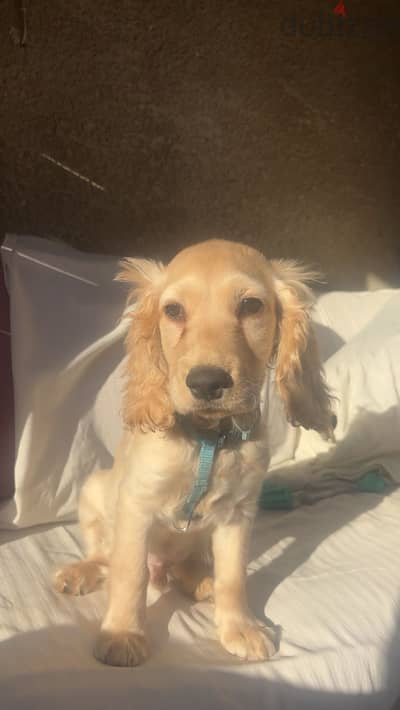 جرو كوكر للبيع cocker spaniel puppy for sale