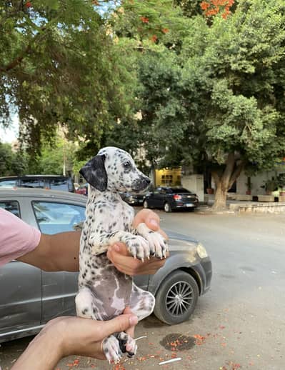The best dalmatian puppy