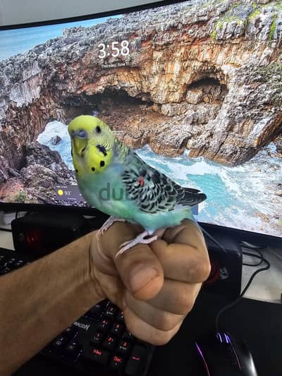 ذكر بادجي مروض + قفص