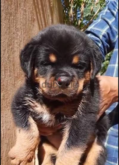 male rottweiler puppy pedigree microchip fully vaccinated