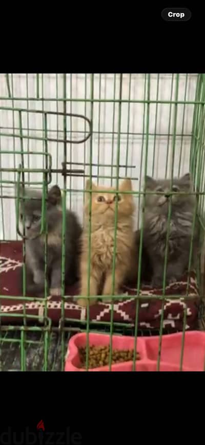 قطط شيرازي ٥٥ يوم