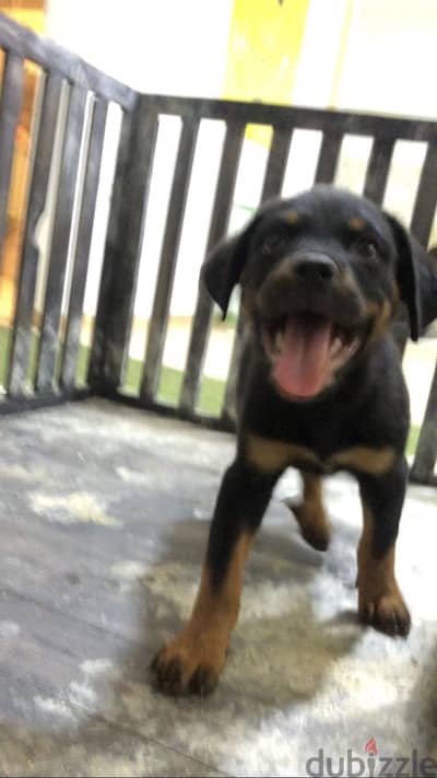 Rottweiler روت