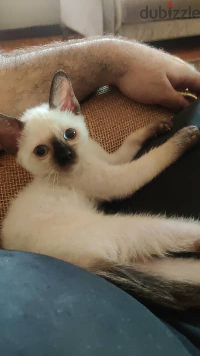 قطة سيامي - Siamese cat