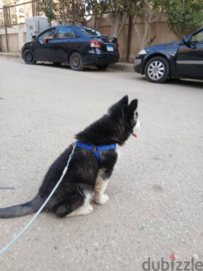 dog husky