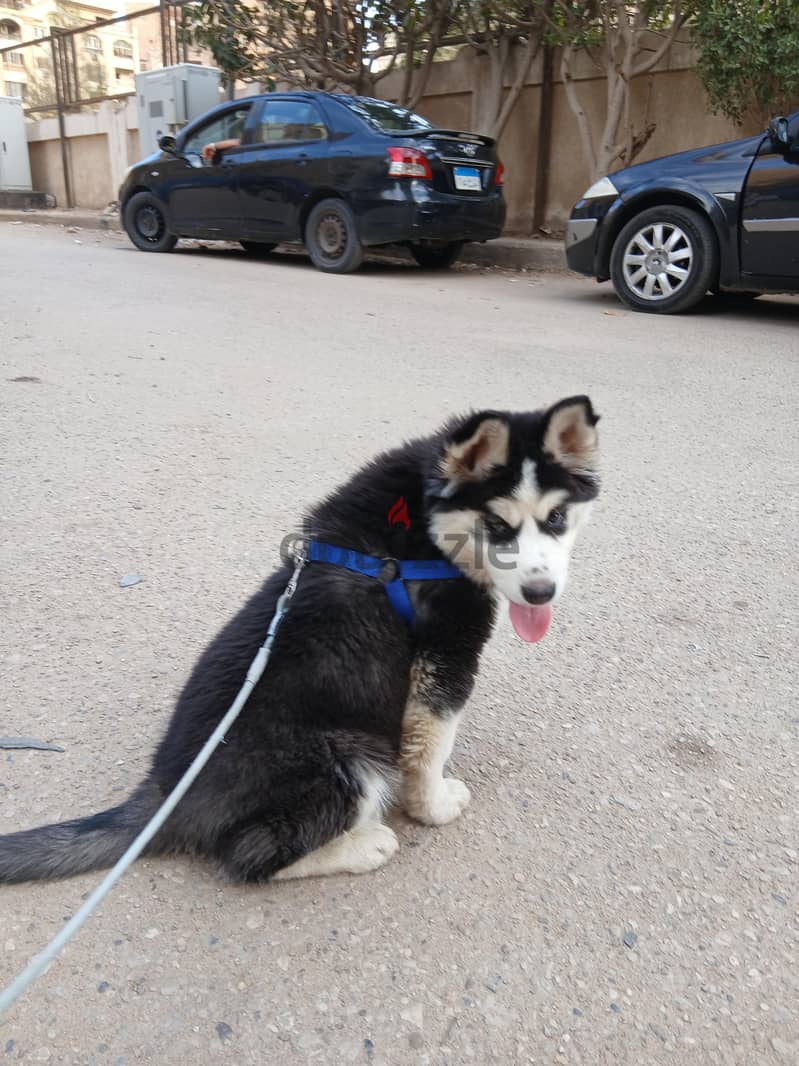 dog husky 1