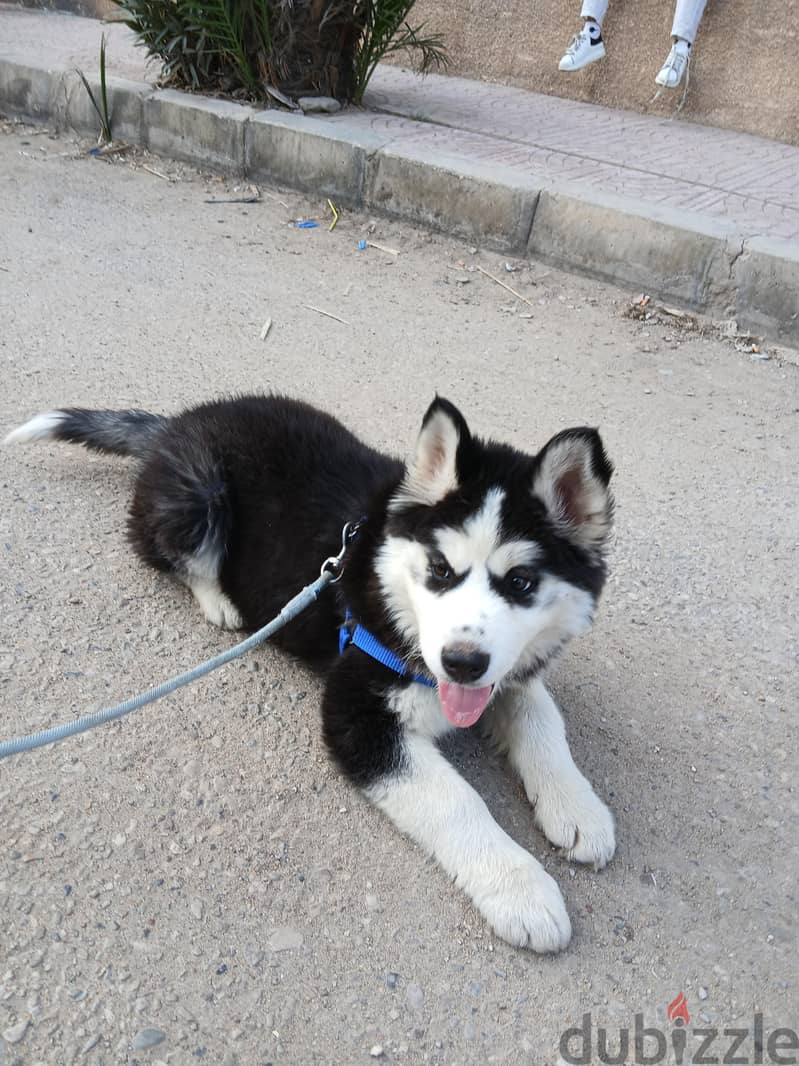 dog husky 2