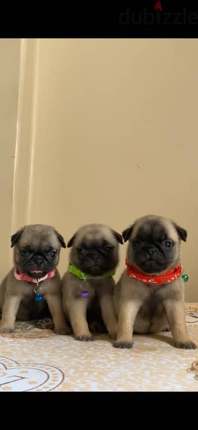 Puggs