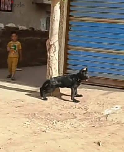 مستوي عالي
