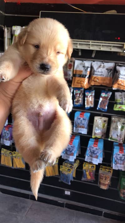 Golden retriever