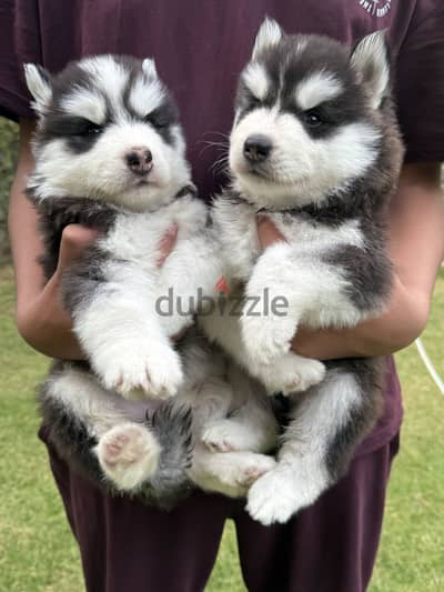 Husky puppies 50 days old