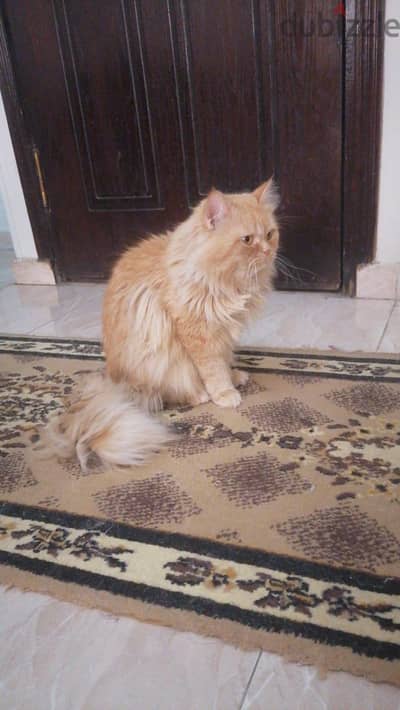 قطط للبيع