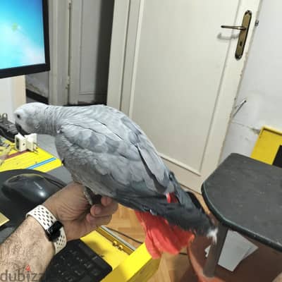 زنجباري زنجبارى كاسكو
