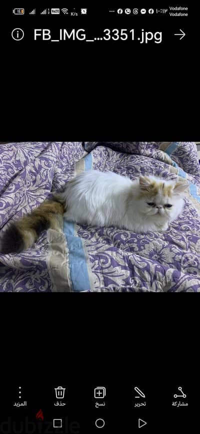 قطه فان