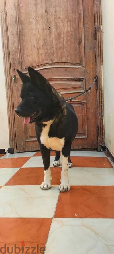Akita داخله دوره