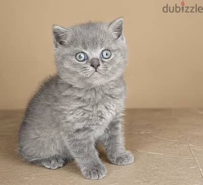 British cat