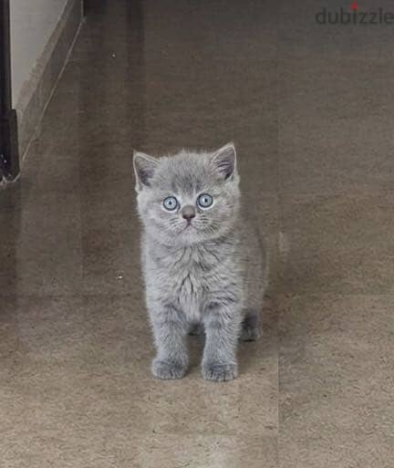 British cat 1