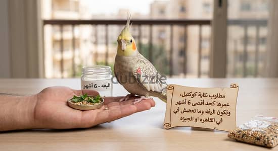 مطلوب نتاية كوكتيل