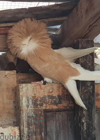 حمام نمساوي
