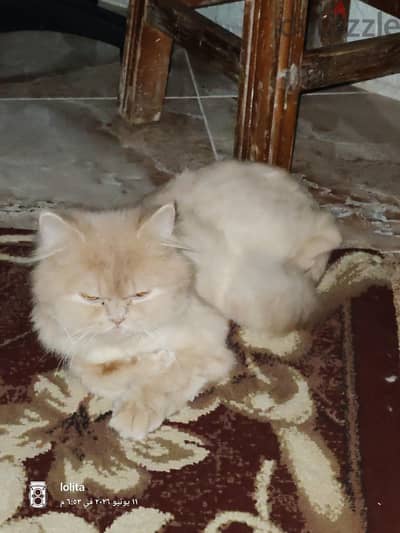 قطه شيرازي