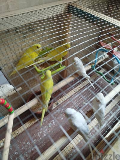 شبابات