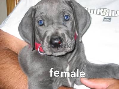 great dane puppy جريت دان
