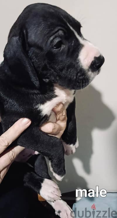 great dane puppy جريت دان